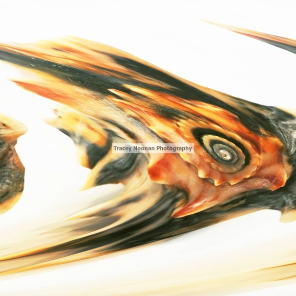 Sea Shell - Picture 6 of 6